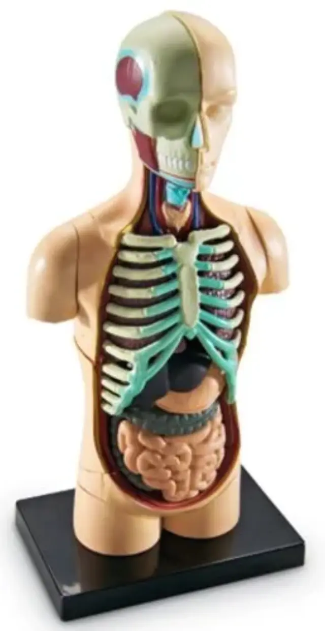Learning Resources Εκπαιδευτικό Παιχνίδι Human Body Anatomy Display Model για 8+ ετών LER 3336 - Μινιατούρα Ανατομίας Ανθρώπινου Σώματος 2