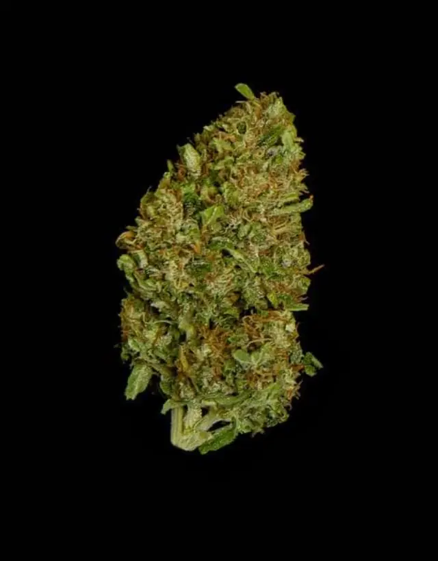 Royal Queen Seeds - Milky Way F1 - 1 seed 3