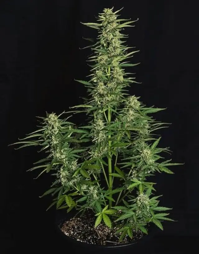 Royal Queen Seeds - Epsilon F1 - 1 seed 3
