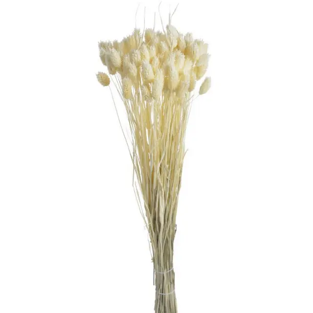 Αποξηραμένο λουλούδι, Phalaris εκρού, 55cm