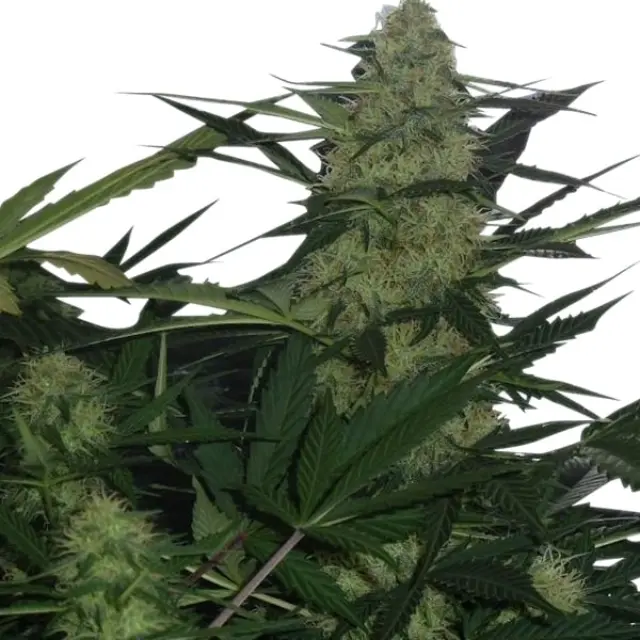 Royal Queen Seeds - Royal AK Automatic - 1 seed 2