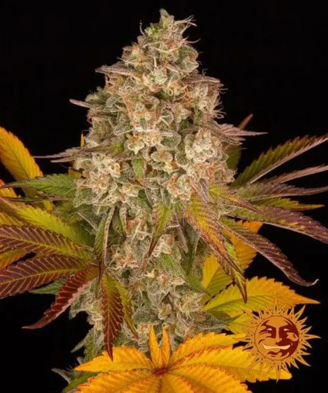 Barneys Cookies Kush Auto - 5 seeds 2