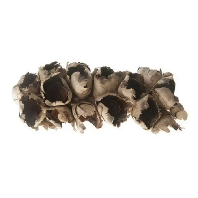 Cacho coco half Natural 30cm