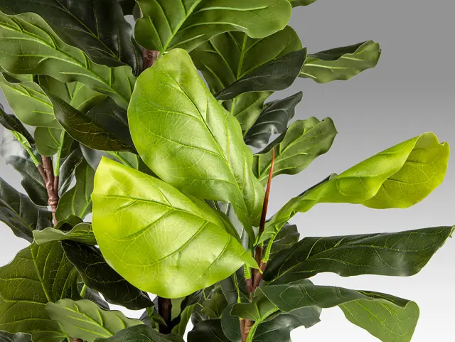 Higuera Violin 281577 Artificial Plant H250 – Τεχνητό Φυτό Ficus Lyrata Πράσινο 3