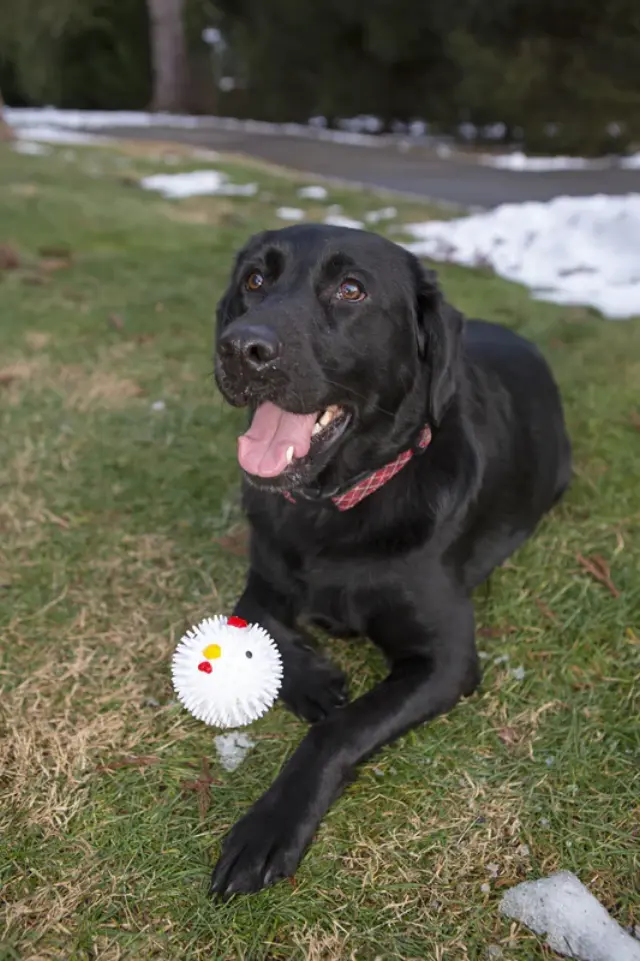KIKKERLAND ΠΑΙΧΝΙΔΙ ΓΙΑ ΣΚΥΛΟΥΣ CHICKEN DOG BALL-DIG12 3