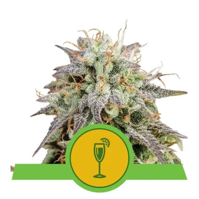 Royal Queen Seeds - Mimosa Auto - 3 seeds