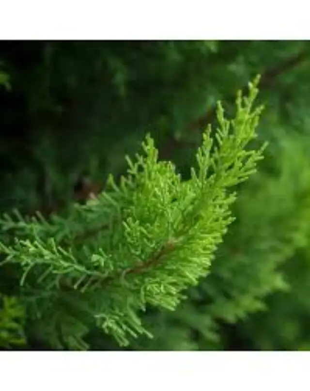 ARGITAL Essential Oil Cypress – Φυσικό Αιθέριο Έλαιο Κυπαρισσιού για την Καταπολέμηση της Κυτταρίτιδας, 10 ml 2