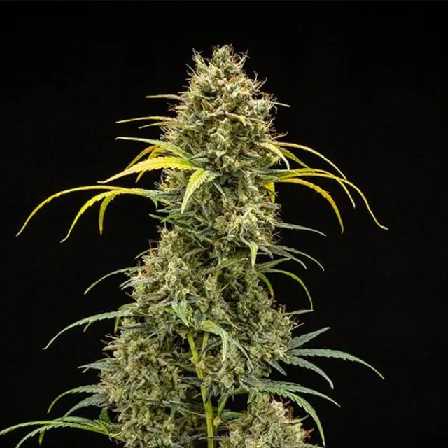 Royal Queen Seeds - Triple G - 1 seed 3