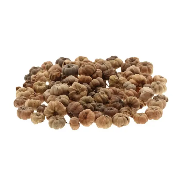 Μίνι κολοκύθες Putka pods, 20gr
