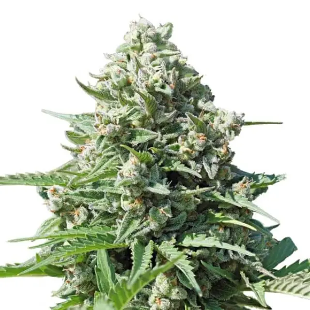 Royal Queen Seeds - Royal Gorilla auto - 3 seeds