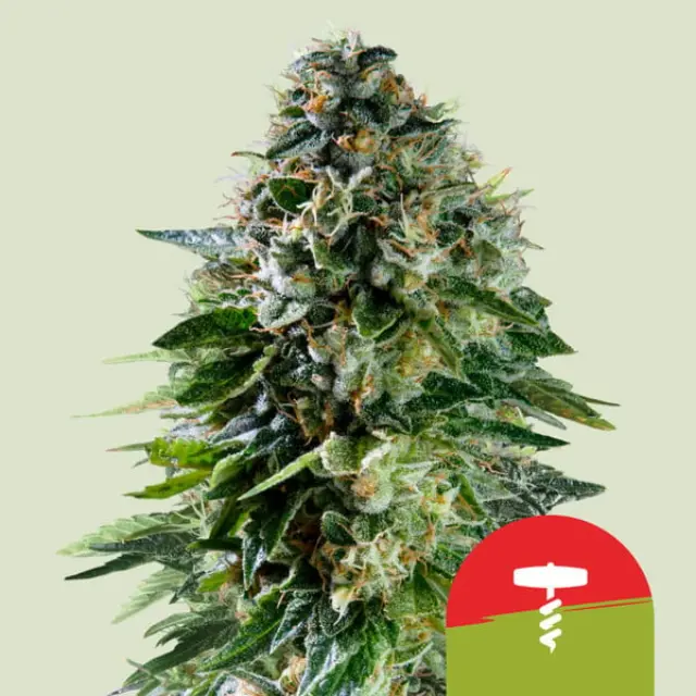 Tyson Corkscrew Auto - 3 seeds 2