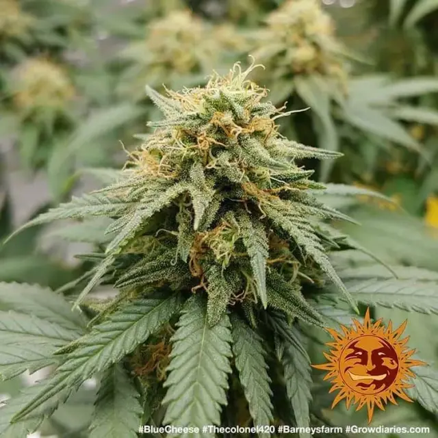 Barneys Cheese Auto - 1 seed 3