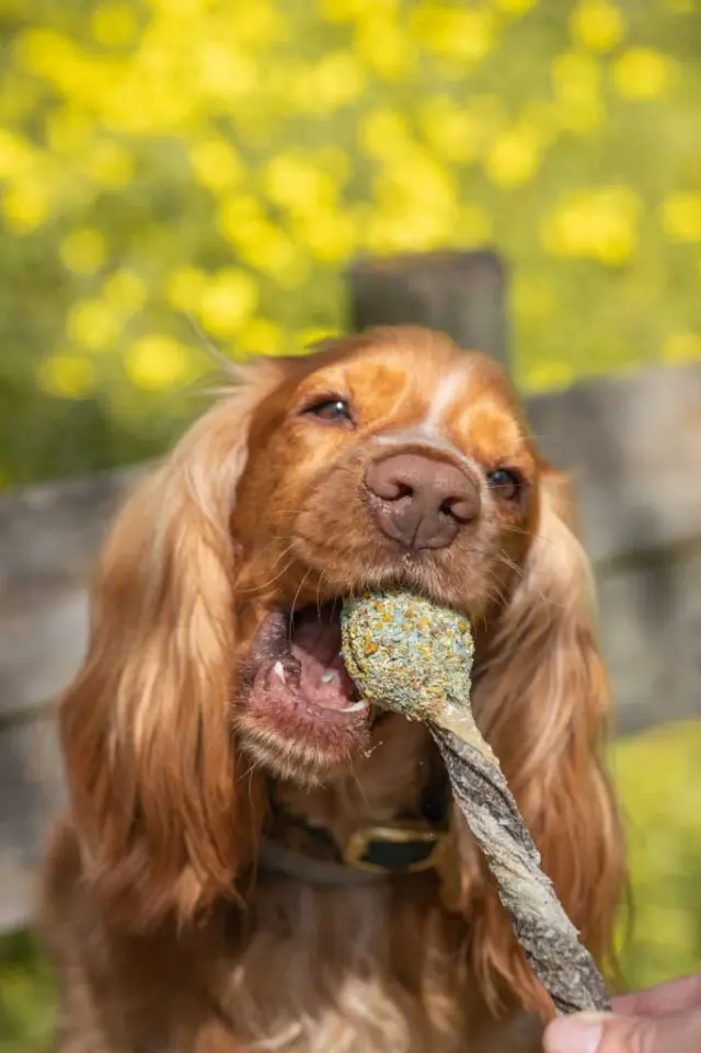 Cooka's Cookies Chewy Pop Lollipop Με Γαλοπούλα Και Δέρμα Μπακαλιάρου 35 40gr Μονόχρωμο 3