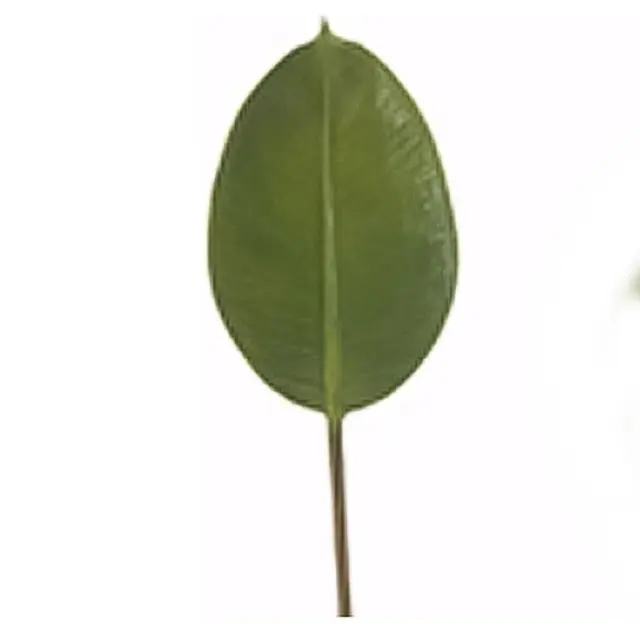 Φύλλο φίκου (elastica) Zaros 05015 MG513