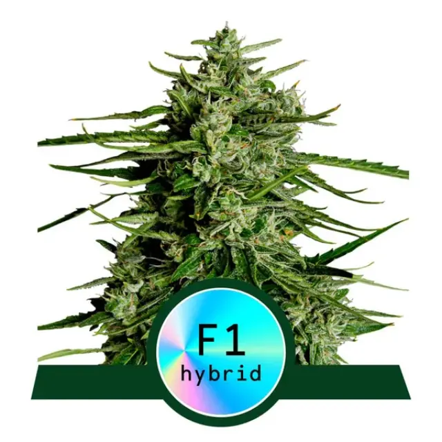 Royal Queen Seeds - Titan F1 - 3 seeds
