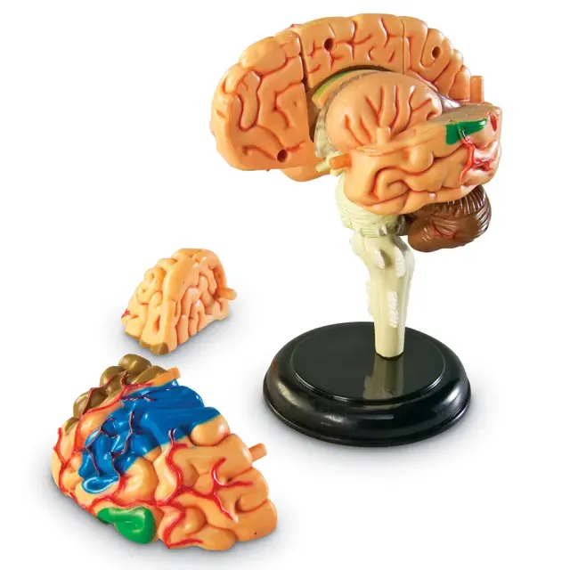 Learning Resources Εκπαιδευτικό Παιχνίδι Brain Anatomy Display Model για 8+ ετών LER 3335 - Μινιατούρα Ανατομίας Εγκεφάλου 2