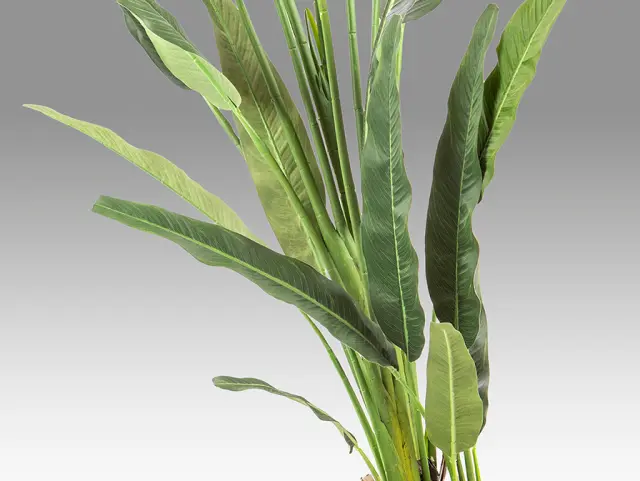 Palma Viajero 281751 Artificial Plant H240 – Τεχνητό Φυτό Ύψους 240 cm Πράσινο 3