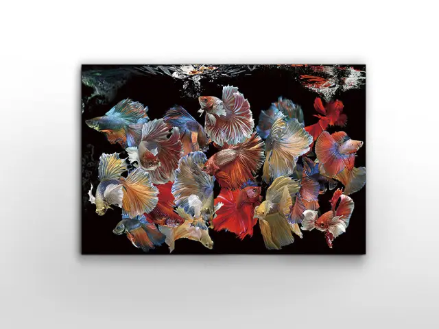 Peces Siam 755016 – Εκτυπωμένη Φωτογραφία 150x100 cm σε Tempered Glass Κόκκινο Μαύρο Πολύχρωμο Πορτοκαλί Πράσινο Ροζ