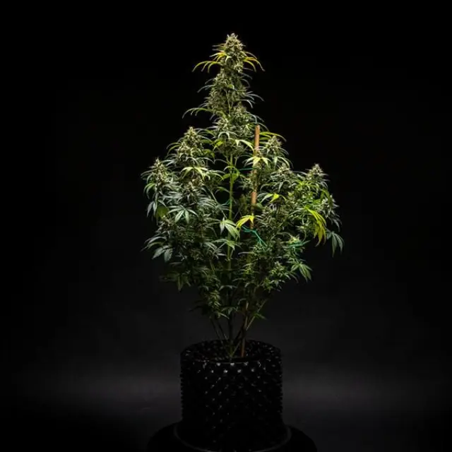Royal Queen Seeds - Triple G - 1 seed