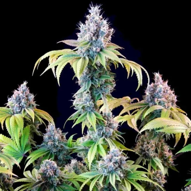 Tyson Gelato 44 3