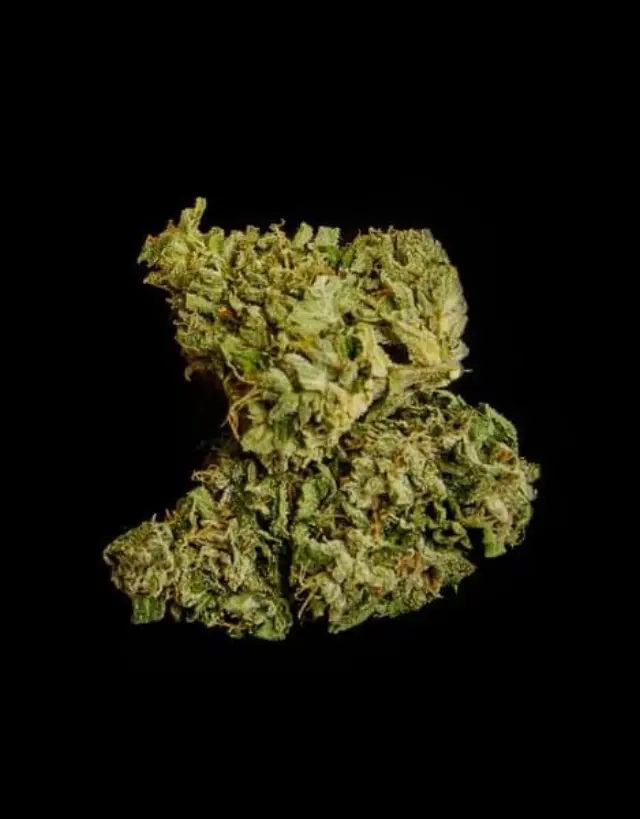 Royal Queen Seeds - Medusa F1 - 1 seed 3