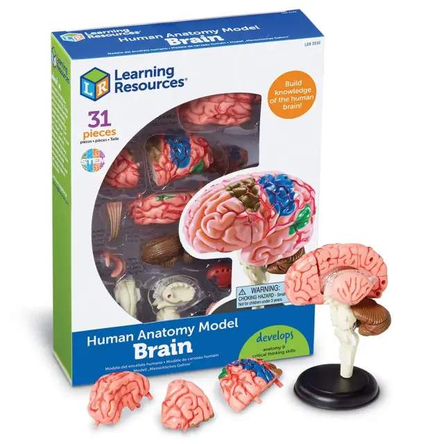 Learning Resources Εκπαιδευτικό Παιχνίδι Brain Anatomy Display Model για 8+ ετών LER 3335 - Μινιατούρα Ανατομίας Εγκεφάλου 3