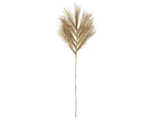 Διακοσμητικό κλαδί Star grass - 150cm D22310030