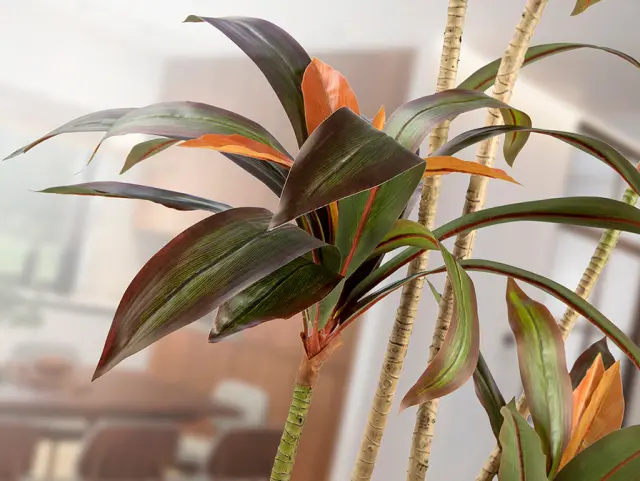 Dracena Roja 281348 Artificial Plant H220 – Τεχνητό Φυτό Red Dracaena Πράσινο 3