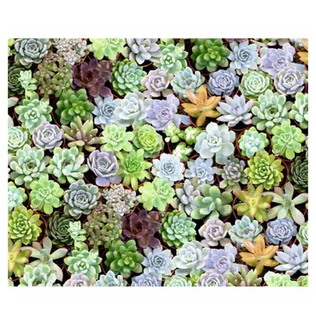 Τυπωμένο Χαρτόνι Ursus Διπλής Όψης 50X68 300gr “SUCCULENT PLANTS” (1 Φύλλο)/ 187127144 (Ursus)
