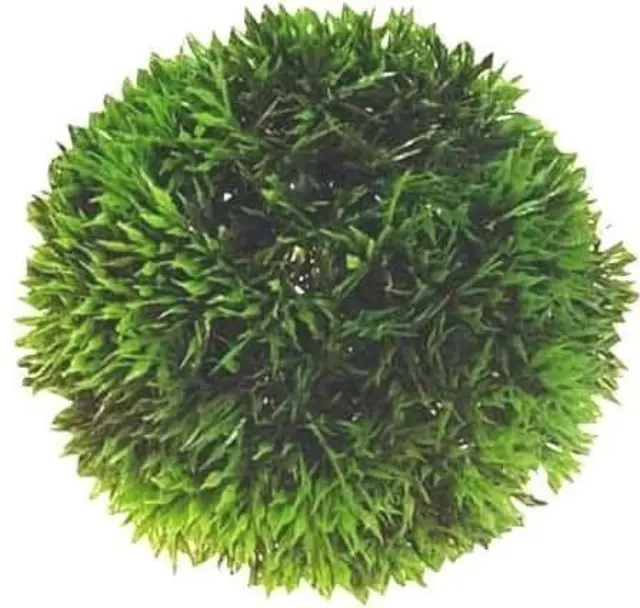 Hobby Διακοσμητικό Φυτό Ενυδρείου Ball 18cm
