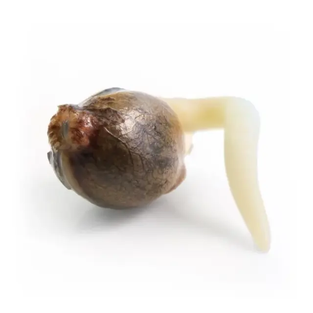 Royal Queen Seeds - White Widow Automatic - 1 seed 2