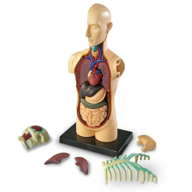 Learning Resources Εκπαιδευτικό Παιχνίδι Human Body Anatomy Display Model για 8+ ετών LER 3336 - Μινιατούρα Ανατομίας Ανθρώπινου Σώματος 3