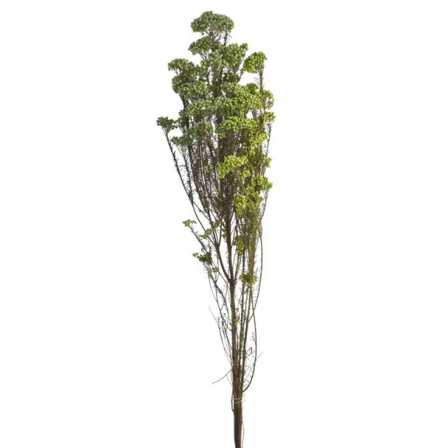 Αγριολούλουδα αποξηραμένα, πράσινα, 80gr