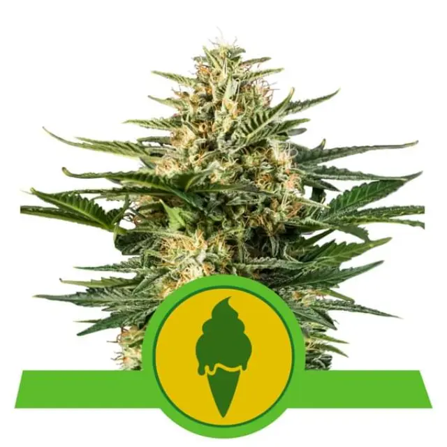 Royal Queen Seeds - Green Gelato Automatic - 1 seed