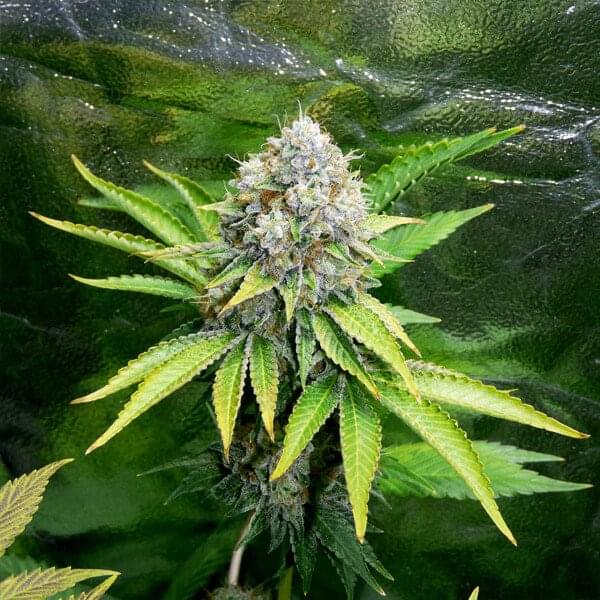 Royal Queen Seeds - OG Kush - 3 seeds