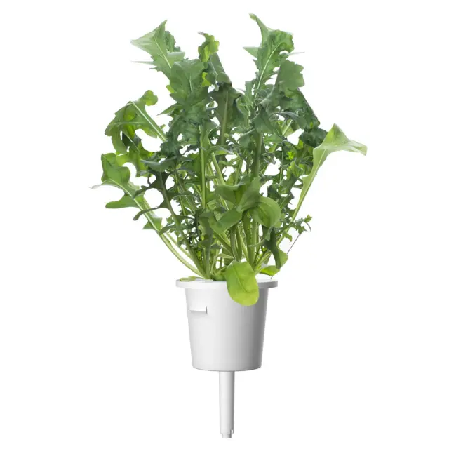 Click and Grow Συσκευασία Σπόρων με Χώμα, για Ρόκα - 3τμχ 2