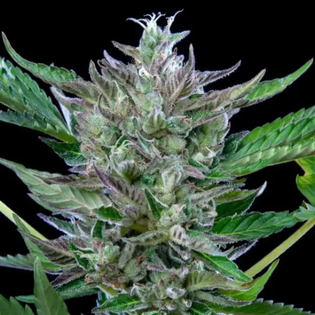 Royal Queen Seeds - North Thunderfuck - 1 seed 2