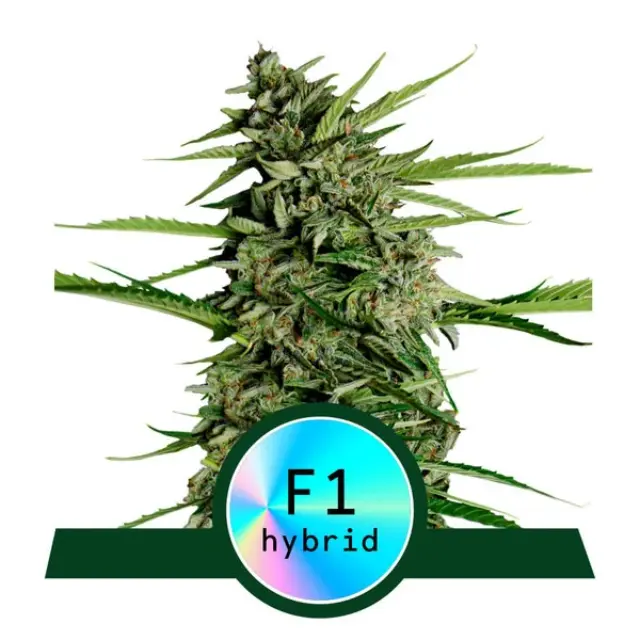Royal Queen Seeds - Orion F1 - 3 seeds