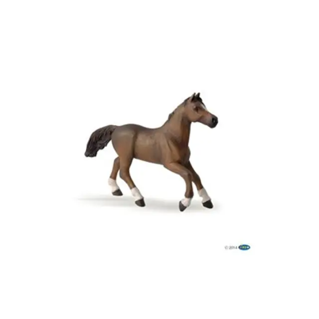 Papo Anglo - Arab Mare / 51075 (PAPO)