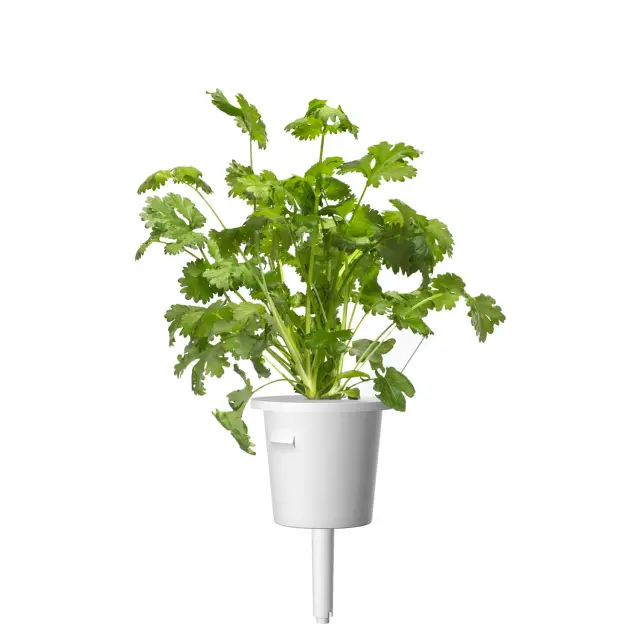 Click and Grow Συσκευασία Σπόρων με Χώμα, για Κόλιανδρο - 3τμχ 2