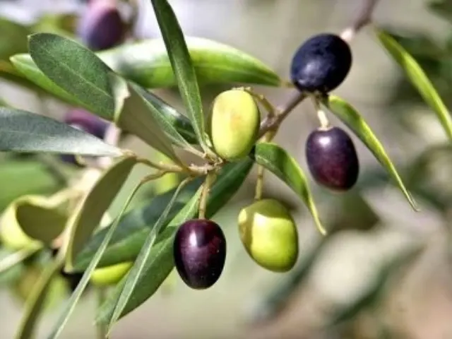 PanSoap Αγνό φυτικό σαπούνι Με Λάδι Ελιάς και Φασκόμηλο 125gr. 2
