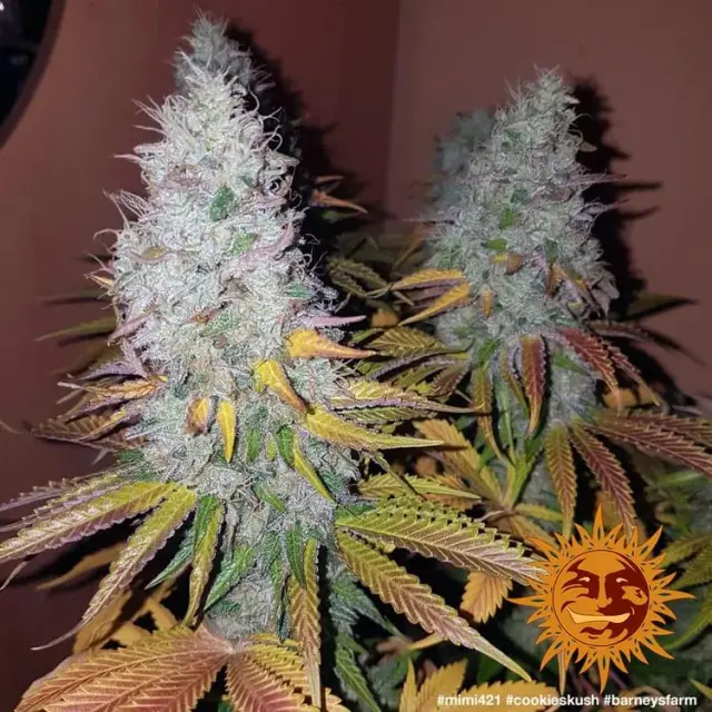 Barneys Cookies Kush Auto - 5 seeds