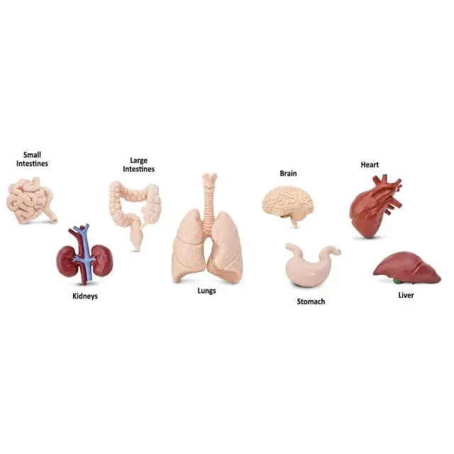 Safari Ltd Μινιατούρες Human Organs TOOB Ανθρώπινα Όργανα (3+ ετών) 689304 2