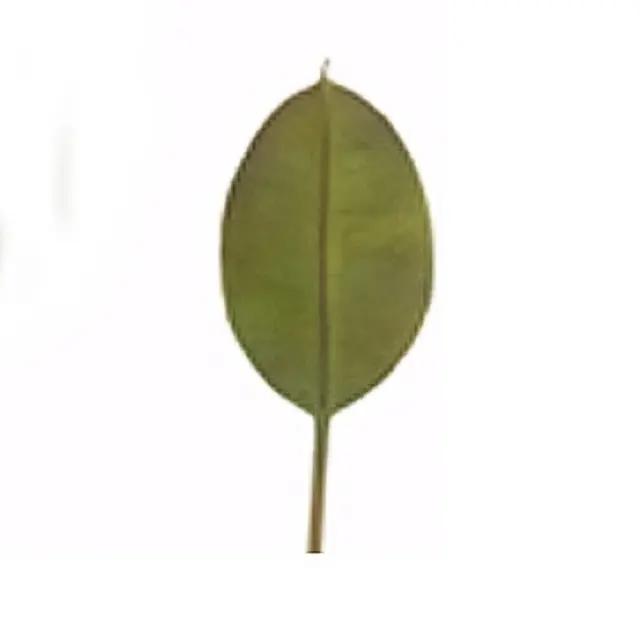 Φύλλο φίκου (elastica) Zaros 05016 MG514