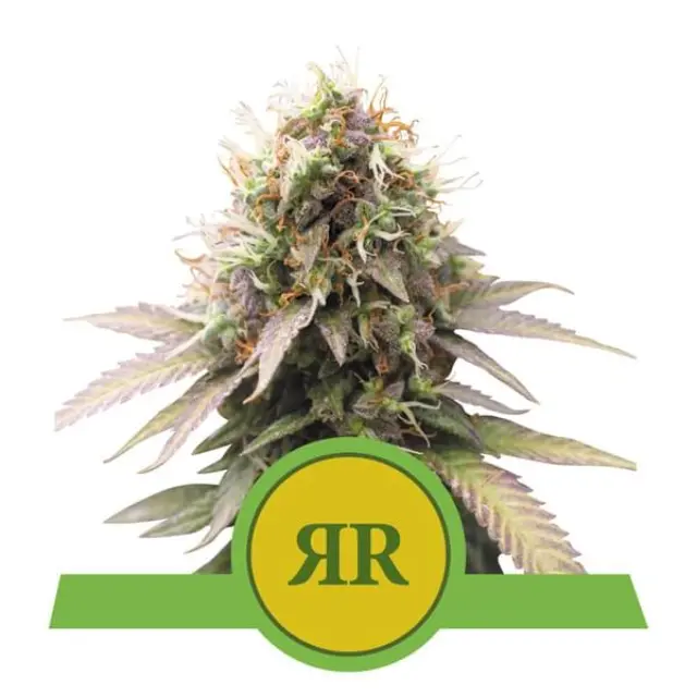 Royal Queen Seeds - Royal Runtz - 1 seed