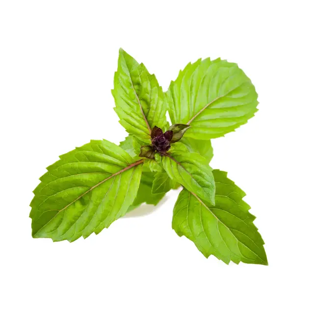 Click and Grow Συσκευασία Σπόρων με Χώμα, για Βασιλικό Κανέλλα – 3τμχ 2