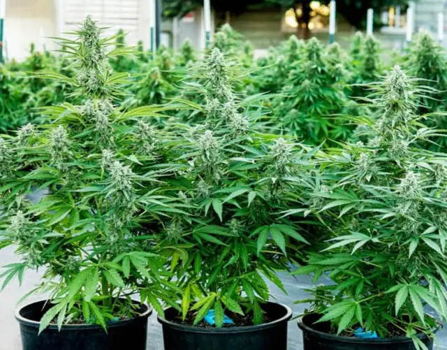 Royal Queen Seeds - Titan F1 - 1 seed 2