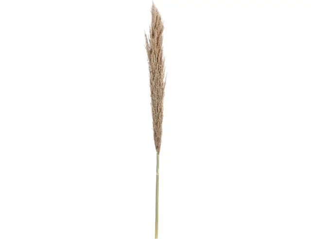 Διακοσμητικό κλαδί Pampas, σε φυσική απόχρωση - 150 cm YZA000980