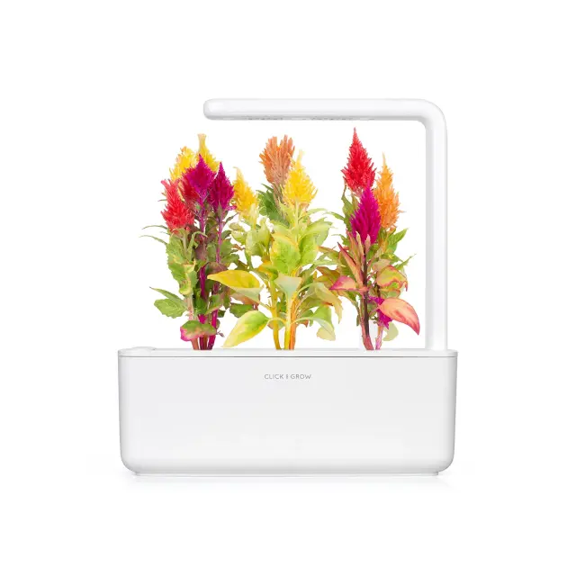 Click and Grow Συσκευασία Σπόρων με Χώμα, για Σελόζια – 3τμχ 2