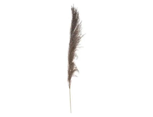 Διακοσμητικά κλαδιά Pampas Atmosphera - 109cm - 3 τεμάχια 179282B 2